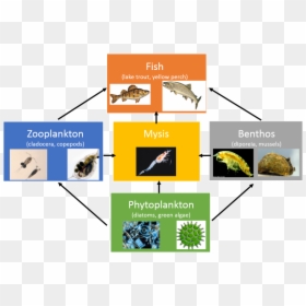 Mysis Food Web, HD Png Download - phytoplankton png