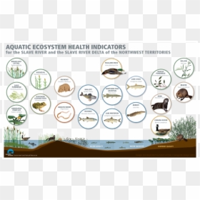 Aquatic Ecosystem Organisms, HD Png Download - ecosystem png