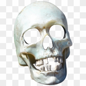 Transparent Skull Png, Png Download - bird skull png