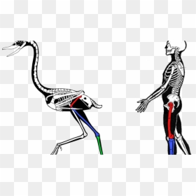 Evidence Comparative Anatomy Evolution, HD Png Download - bird skull png