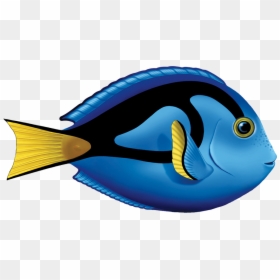 Blue Tang Fish Clipart, HD Png Download - sad fish png