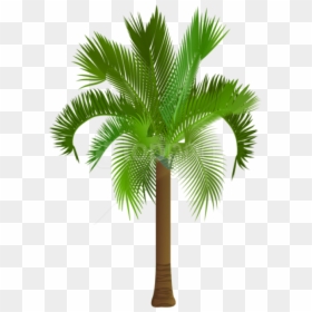 Palmetto Tree Royalty Free, HD Png Download - palmetto tree png