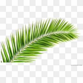 Palm Leaf Tree Png, Transparent Png - palmetto tree png