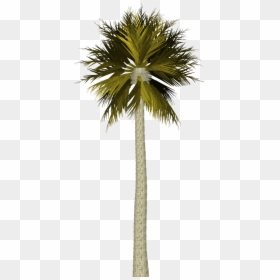Palm Trees Filter Photoshop, HD Png Download - palmetto tree png