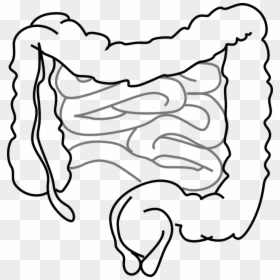 Intestine Diagram Black And White, HD Png Download - intestine png