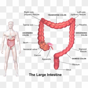 Large Intestine Parts, HD Png Download - intestine png