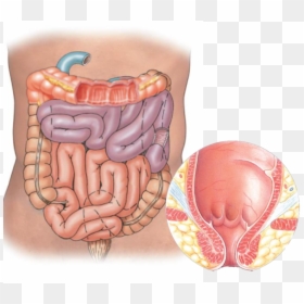Segments Of The Intestine, HD Png Download - intestine png