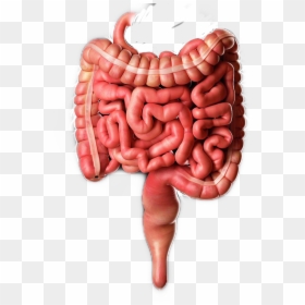 Intestine, HD Png Download - intestine png
