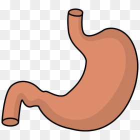 Stomach Clipart, HD Png Download - intestine png