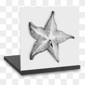 Starfish, HD Png Download - star fruit png