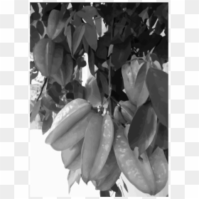 Tree, HD Png Download - star fruit png