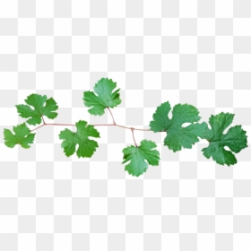 Branch Of Vine Leaves, HD Png Download - leaf branch png