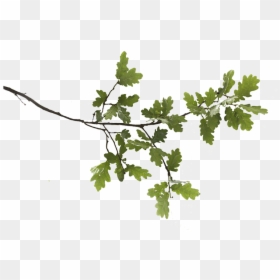 Oak Tree Branch Png, Transparent Png - leaf branch png
