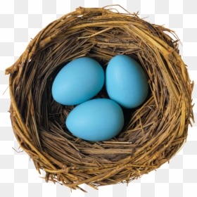 Nest Of Eggs Png, Transparent Png - birds nest png