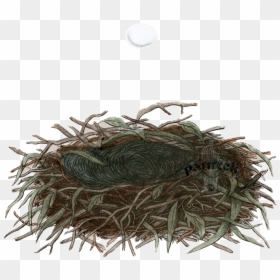 Fish, HD Png Download - birds nest png