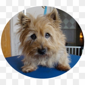 Australian Terrier, HD Png Download - sad puppy png