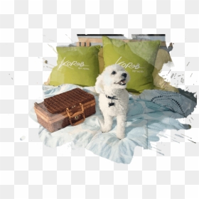 Toy Poodle, HD Png Download - sad puppy png