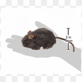 Rat, HD Png Download - mouse finger png