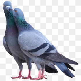 Two Pigeon, HD Png Download - dove bird png