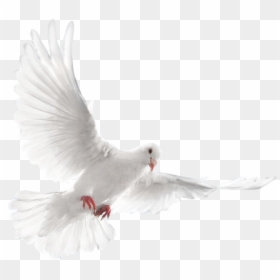 Dove Bird White, HD Png Download - dove bird png