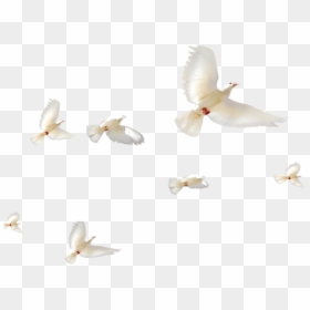 Pigeons And Doves, HD Png Download - dove bird png