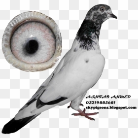 Teddy Pigeons Hd, HD Png Download - dove bird png