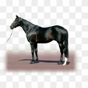 Kings Best Horse, HD Png Download - cry of fear png