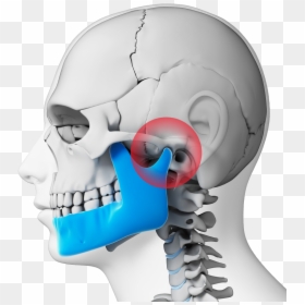 Jaws In Human Body, HD Png Download - jaw png