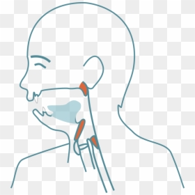 Drawing, HD Png Download - jaw png