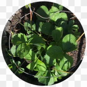 Alpine Strawberry, HD Png Download - plate .png