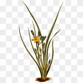 Hypoxis Hirsuta, HD Png Download - yellow grass png