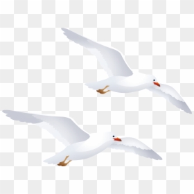 Seagulls Png Clipart - Seagulls Clipart Png, Transparent Png - seagull clipart png