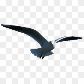 Petrel Outlander Seagull - Seagull Wing Png, Transparent Png - seagull clipart png