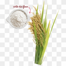 Rice Tree Png, Transparent Png - yellow grass png