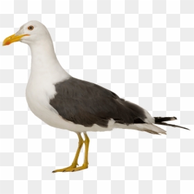 Gull Png - Herring Gull Png, Transparent Png - seagull clipart png