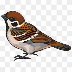 Sparrow Clipart, HD Png Download - seagull clipart png