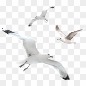 Seagulls Png, Transparent Png - seagull clipart png