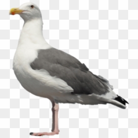 Seagull Bird Png, Transparent Png - seagull clipart png