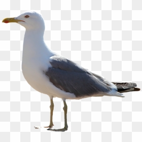 Mouette Png, Transparent Png - seagull clipart png