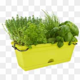 Elho Green Basics Trough Mini, HD Png Download - yellow grass png