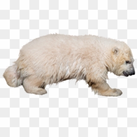 Polar Bear, HD Png Download - polar png