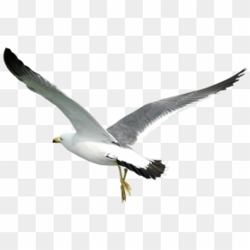 Transparent Background Flying Seagull Png Transparent, Png Download - seagull clipart png