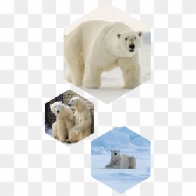 Polar Bear, HD Png Download - polar png