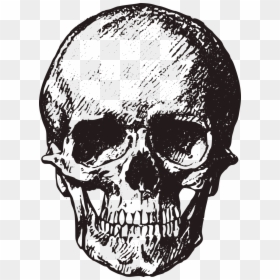 Skull Free, HD Png Download - gothic skull png