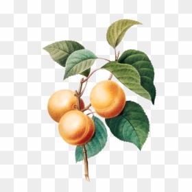 Pierre Joseph Redoute Fruit, HD Png Download - arthas png