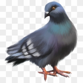 Rock Dove Columbidae Goose Doves As Symbols - Birds Picsart Png Hd ...