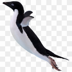 Penguin Jumping Off Cliff, HD Png Download - pajaro png
