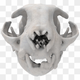 Skull, HD Png Download - cat skull png