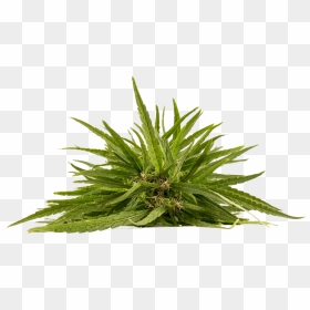 Cannabis Plant Png, Transparent Png - cannabis plant png