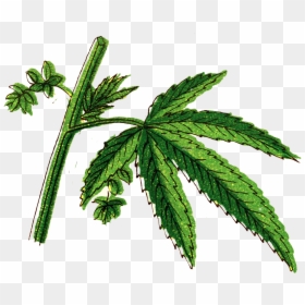 Tree, HD Png Download - cannabis plant png